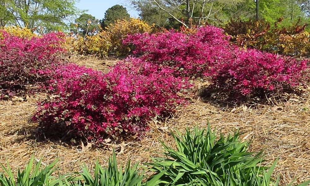Crimson Fire Loropetalum