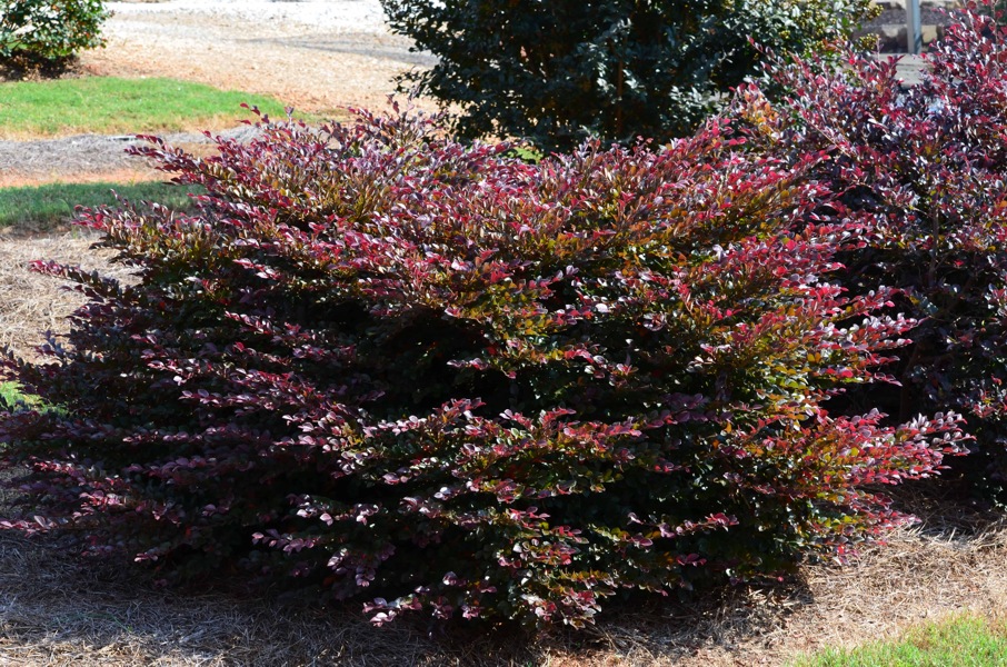 Crimson Fire Loropetalum