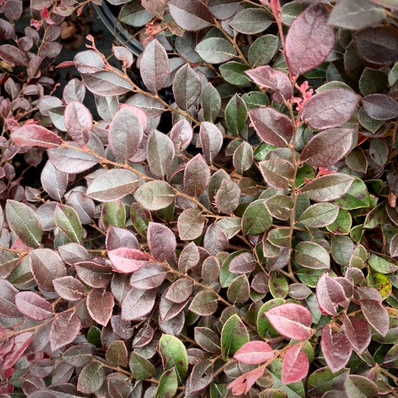 Crimson Fire Loropetalum
