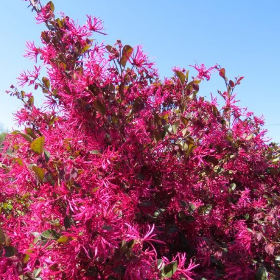 Crimson Fire Loropetalum