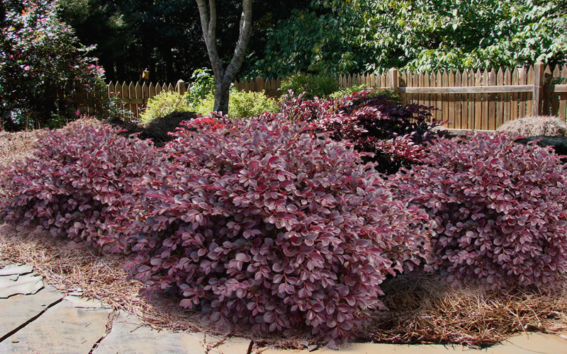Crimson Fire Loropetalum