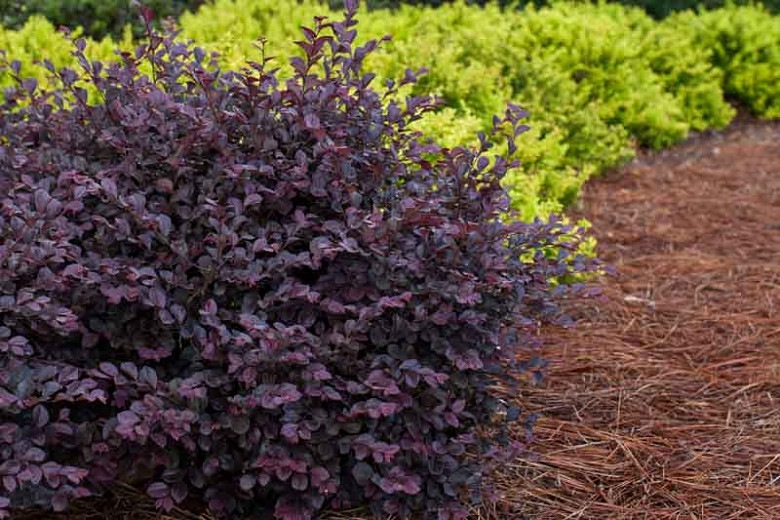 Crimson Fire Loropetalum