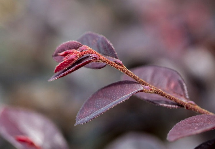 Crimson Fire Loropetalum