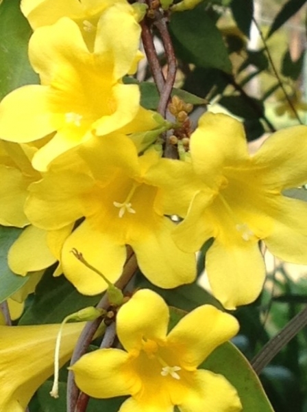 Carolina Yellow Jasmine