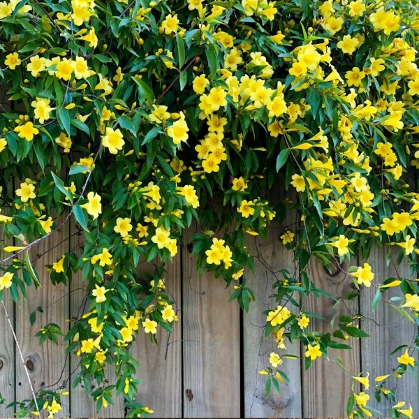 Carolina Yellow Jasmine