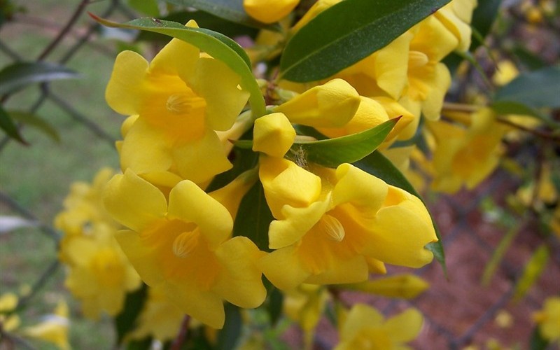Carolina Yellow Jasmine