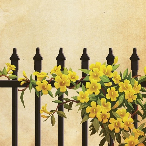 Carolina Yellow Jasmine