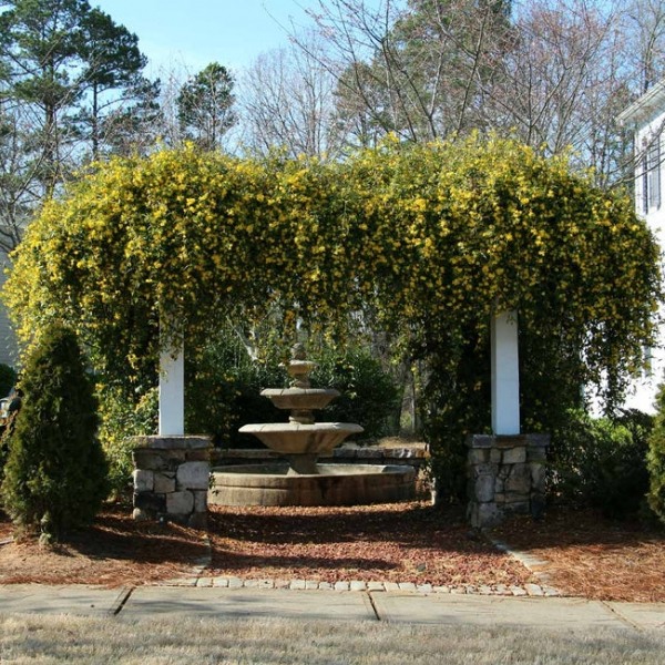 Carolina Yellow Jasmine