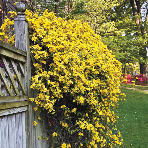 Carolina Yellow Jasmine