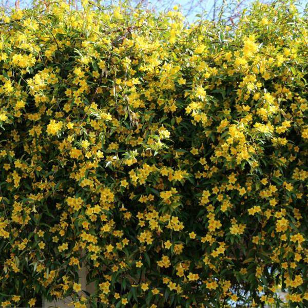 Carolina Yellow Jasmine