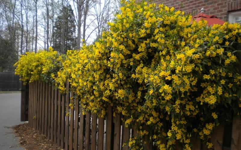 Butterscotch Yellow Jasmine