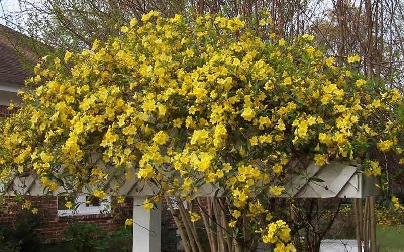 Butterscotch Yellow Jasmine