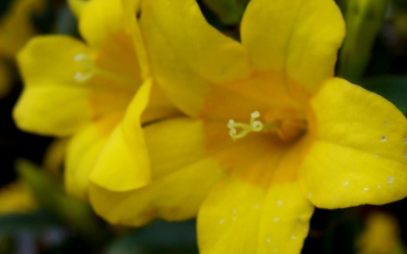 Butterscotch Yellow Jasmine
