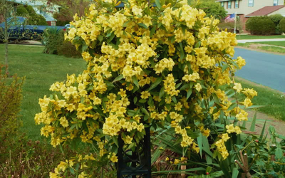 Butterscotch Yellow Jasmine
