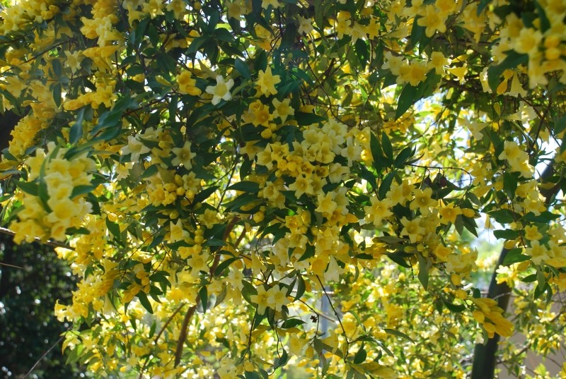 Butterscotch Yellow Jasmine