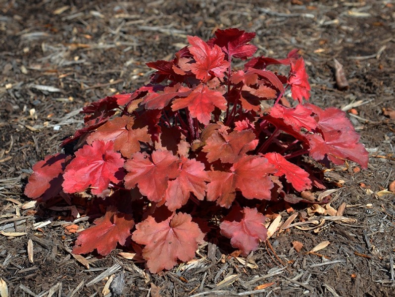 Fire Chief Heuchera