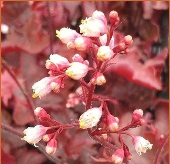 Fire Chief Heuchera