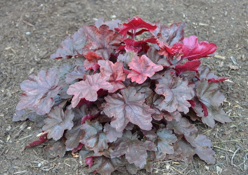 Fire Chief Heuchera