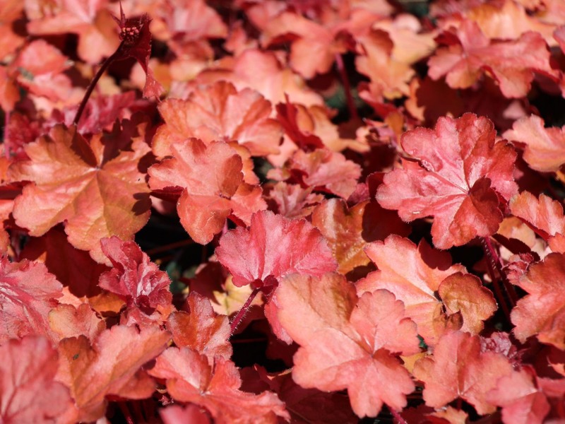 Fire Chief Heuchera