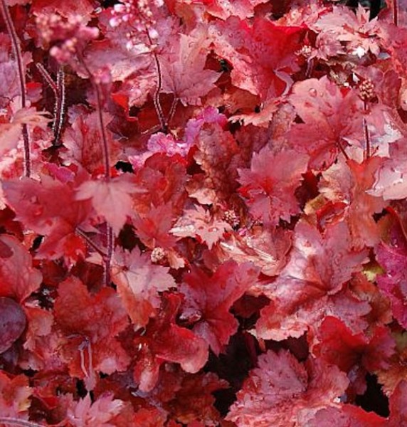 Fire Chief Heuchera