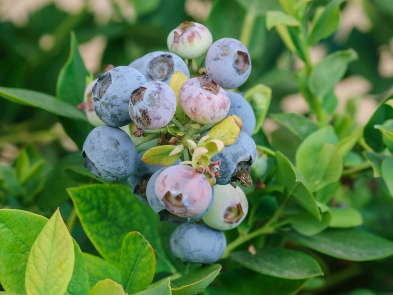 Tifblue Rabbiteye Blueberry