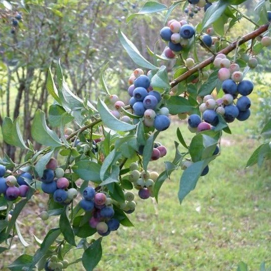 Tifblue Rabbiteye Blueberry