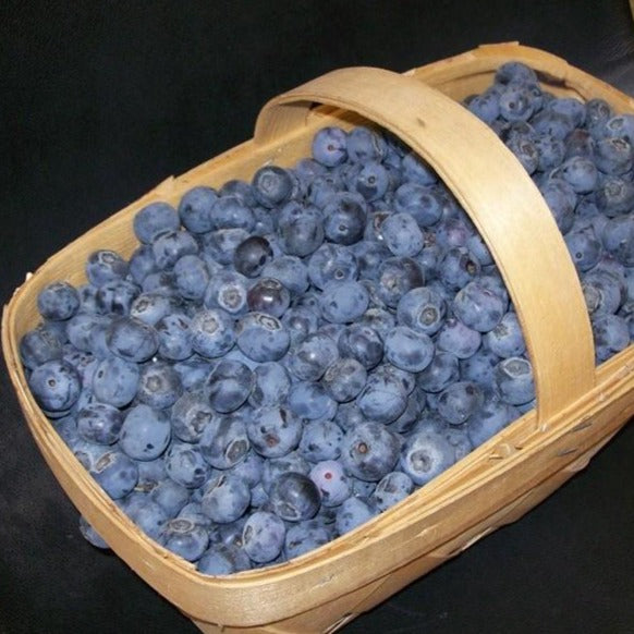 Tifblue Rabbiteye Blueberry