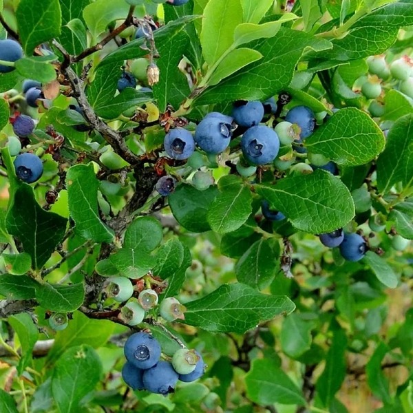 Tifblue Rabbiteye Blueberry
