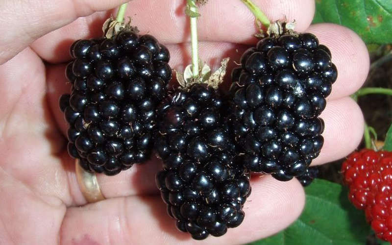 Natchez Thornless Blackberry