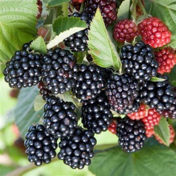 Natchez Thornless Blackberry