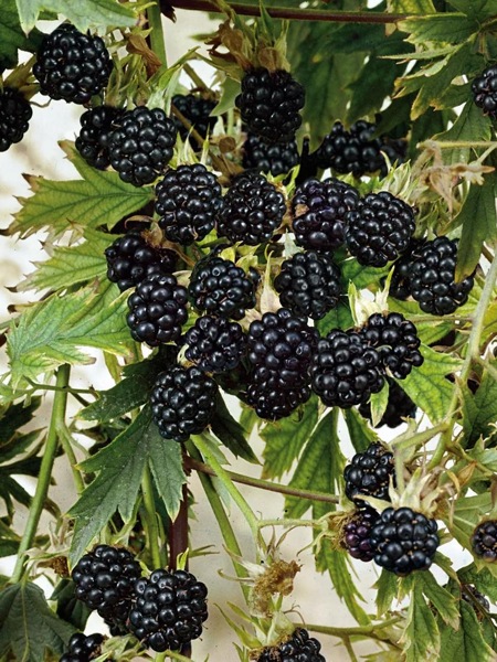 Natchez Thornless Blackberry