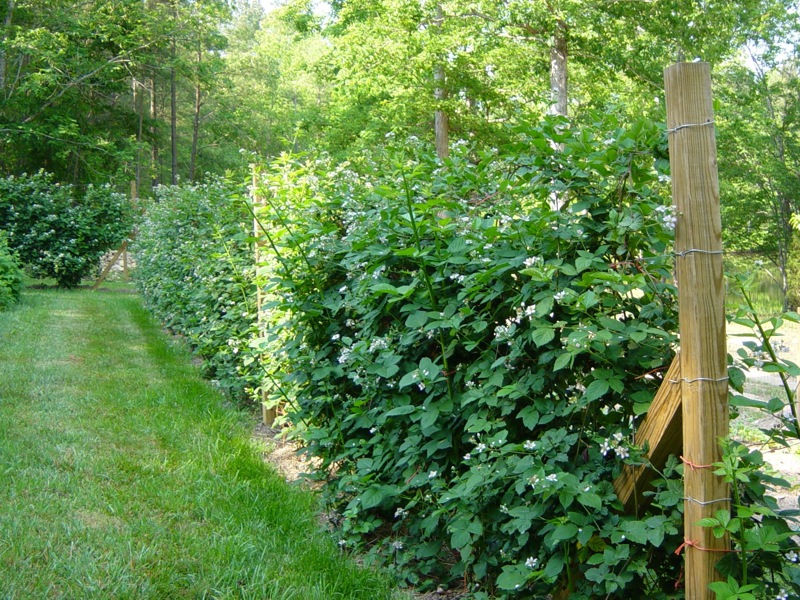 Natchez Thornless Blackberry