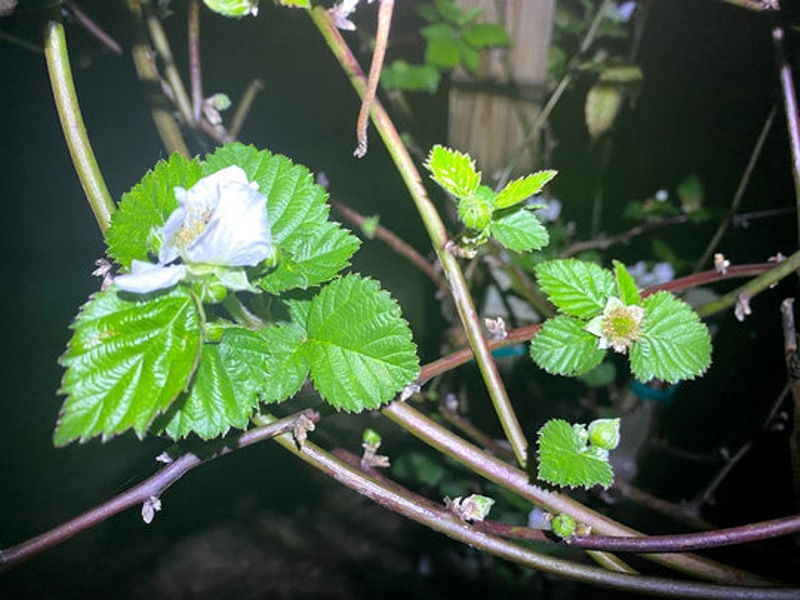 Natchez Thornless Blackberry