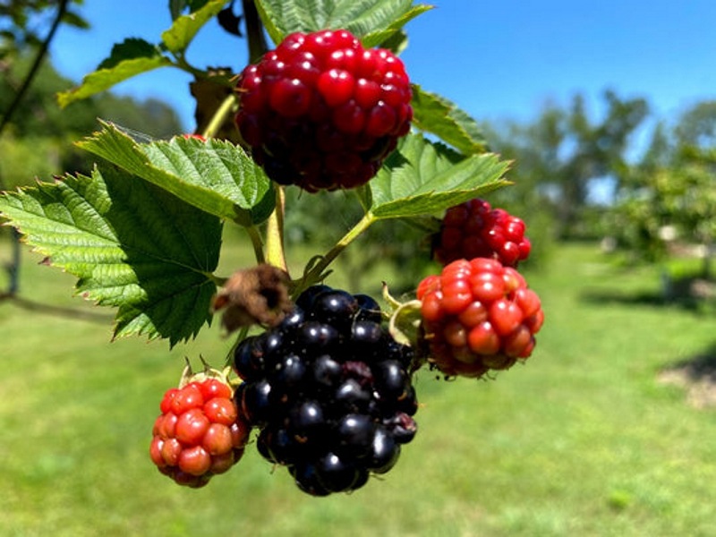 Natchez Thornless Blackberry