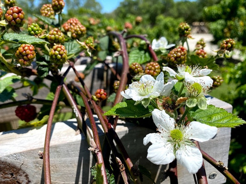 Natchez Thornless Blackberry