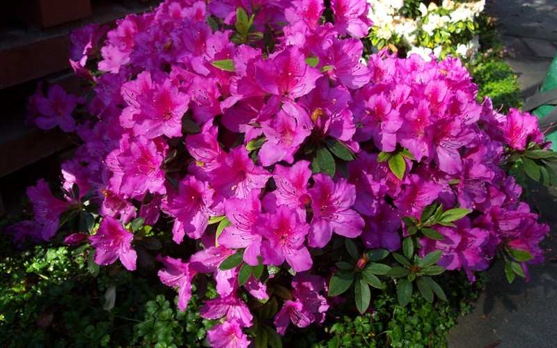 Formosa Southern Indica Azalea