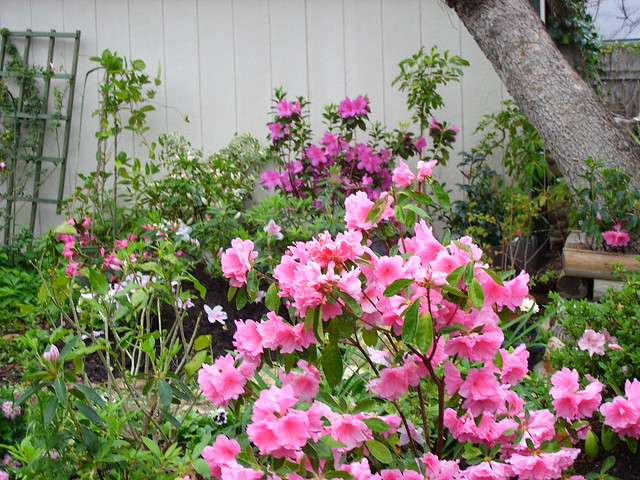 Formosa Southern Indica Azalea