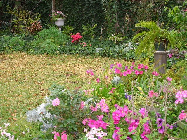 Formosa Southern Indica Azalea
