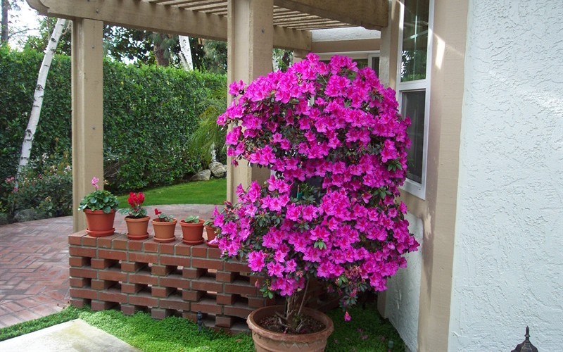 Formosa Southern Indica Azalea