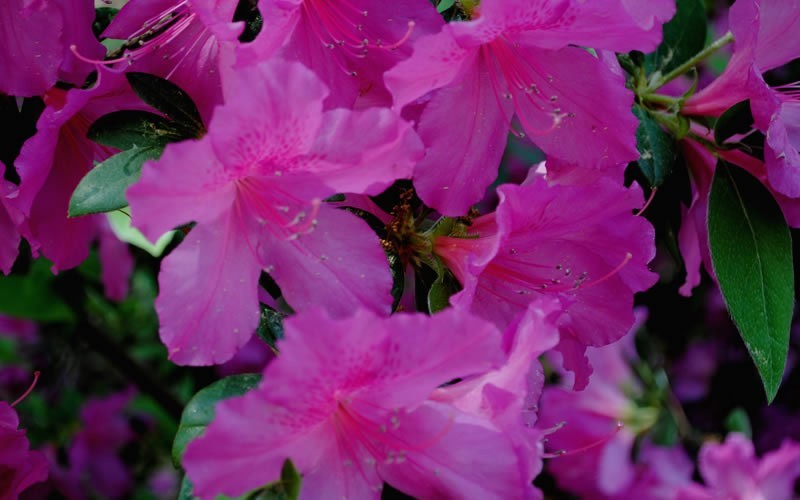 Formosa Southern Indica Azalea