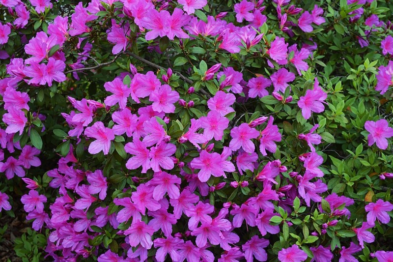 Formosa Southern Indica Azalea