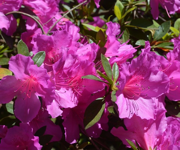Formosa Southern Indica Azalea