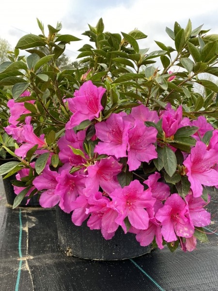 Formosa Southern Indica Azalea
