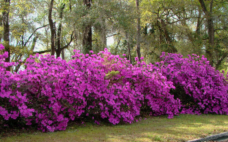 Formosa Southern Indica Azalea