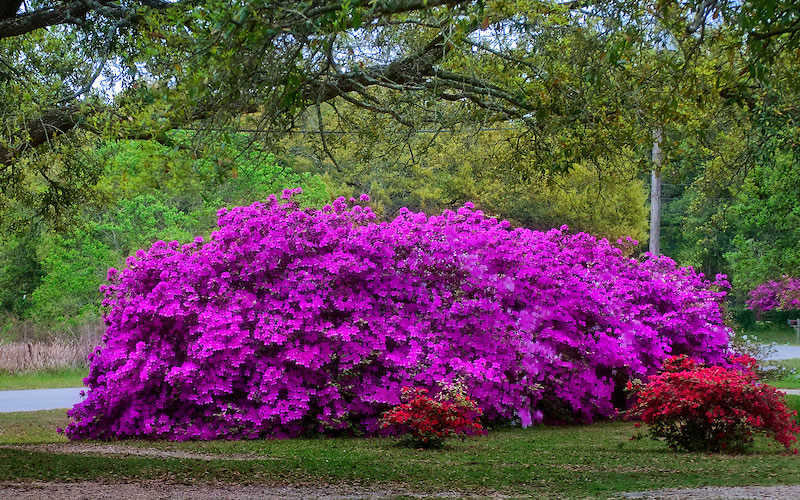 Formosa Southern Indica Azalea