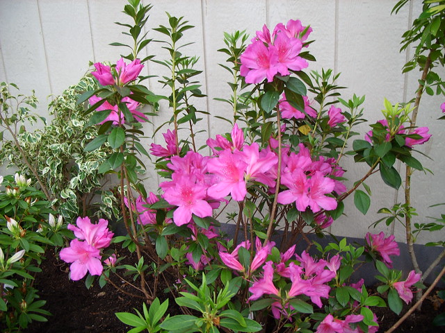 Formosa Southern Indica Azalea
