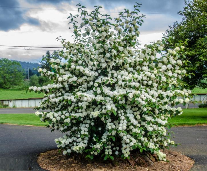 Popcorn Snowball Viburnum Bush