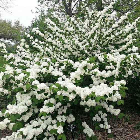Popcorn Snowball Viburnum Bush