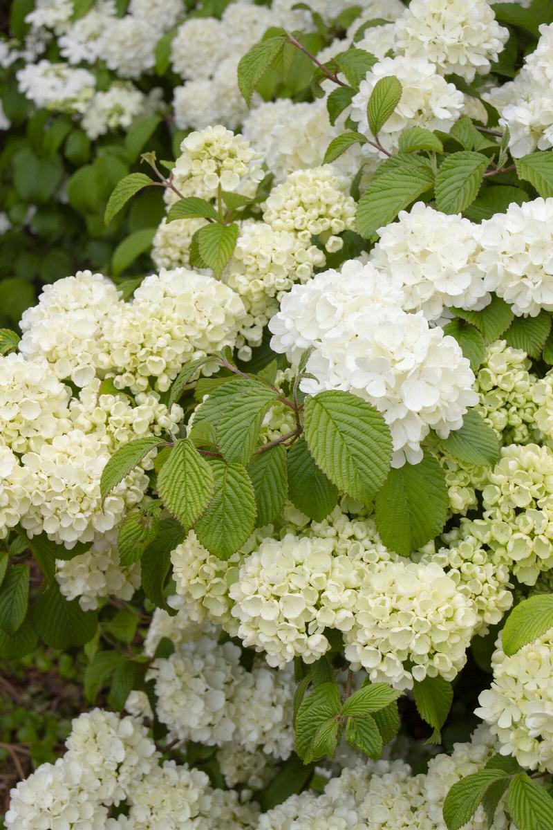 Popcorn Snowball Viburnum Bush