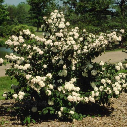Popcorn Snowball Viburnum Bush